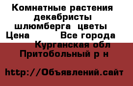 Комнатные растения, декабристы (шлюмберга) цветы › Цена ­ 300 - Все города  »    . Курганская обл.,Притобольный р-н
